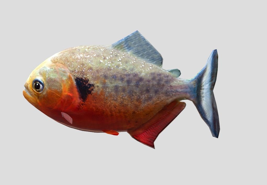 Piranha Realistic Animated Low-poly 3D model_6