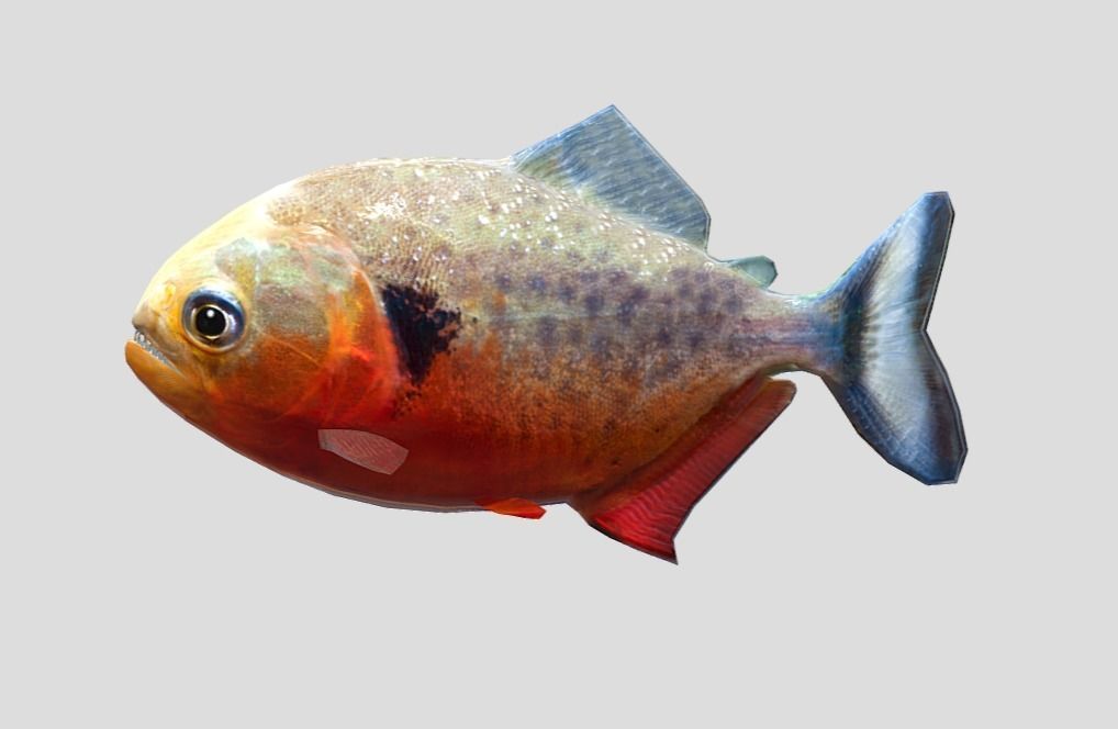 Piranha Realistic Animated Low-poly 3D model_2