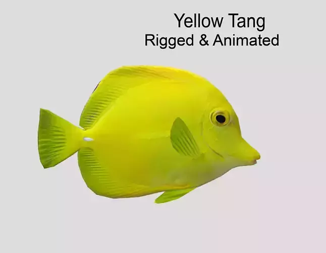 Yellow Tang Realistic Animated Low-poly 3D model