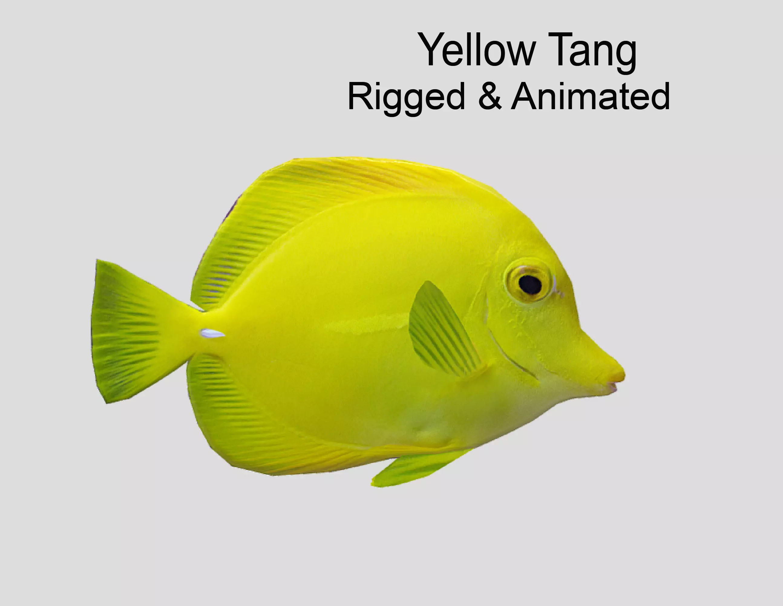 Yellow Tang Realistic Animated Low-poly 3D model