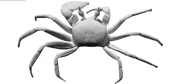 Crab 3D Mesh