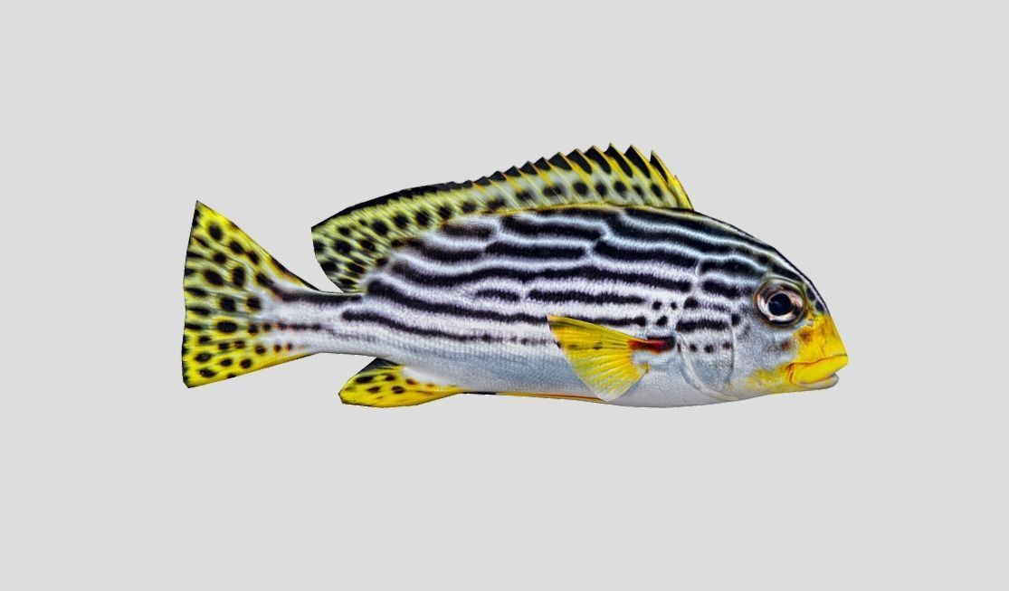 Red Rockfish Realistic Animated Low-poly 3D model_11