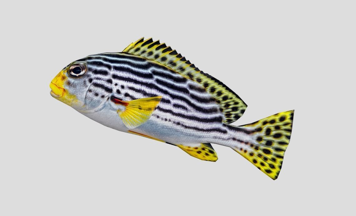 Red Rockfish Realistic Animated Low-poly 3D model_7