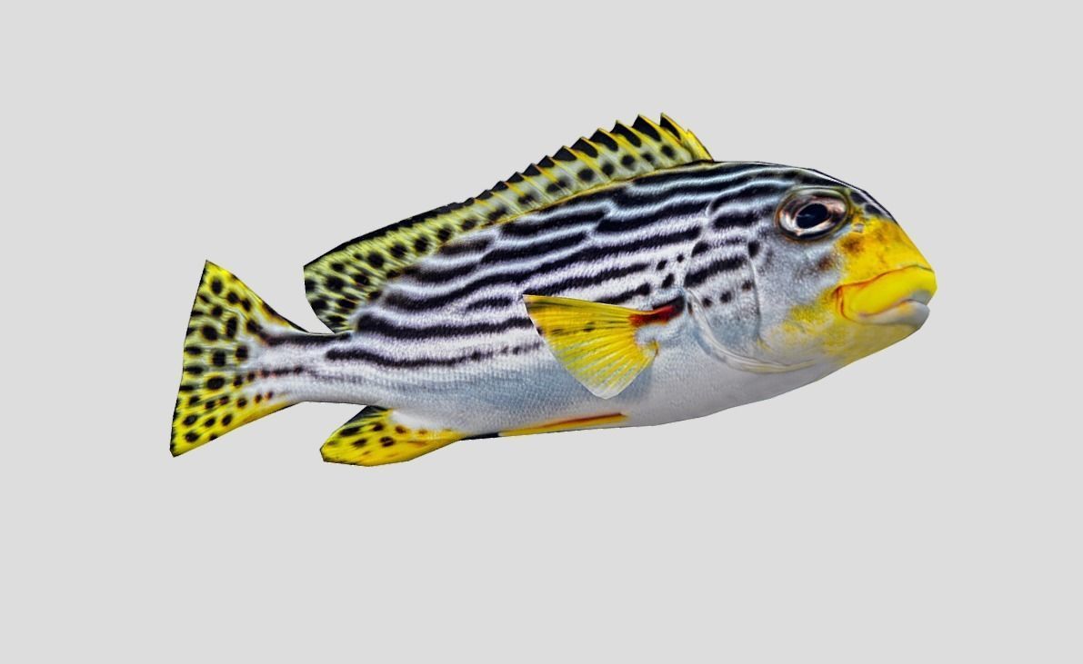 Red Rockfish Realistic Animated Low-poly 3D model_10