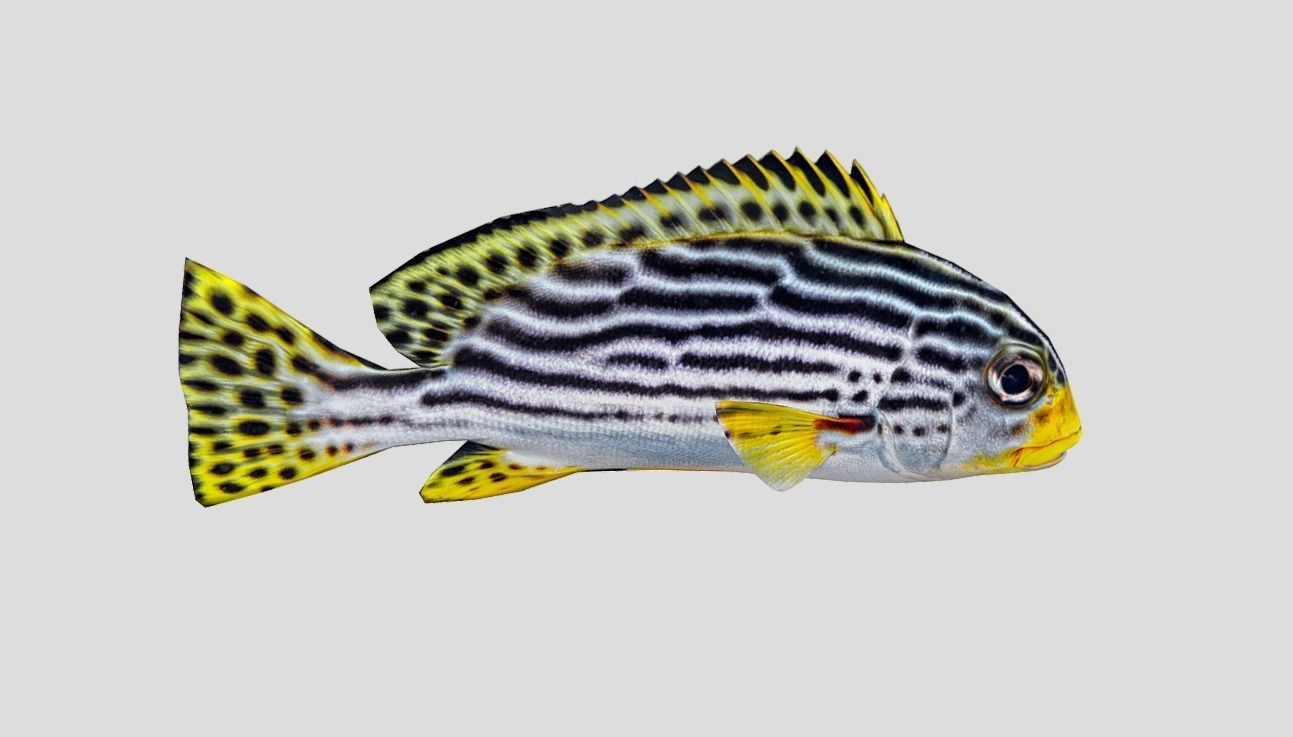 Red Rockfish Realistic Animated Low-poly 3D model_9