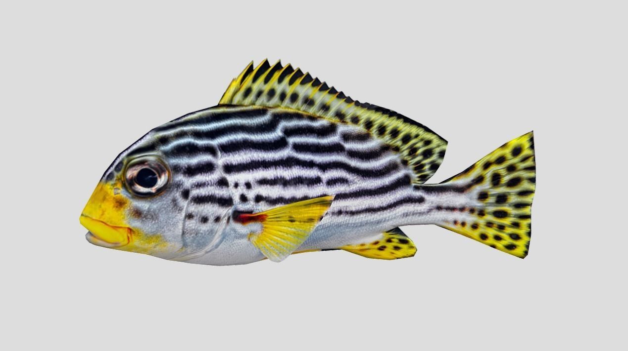 Red Rockfish Realistic Animated Low-poly 3D model_4