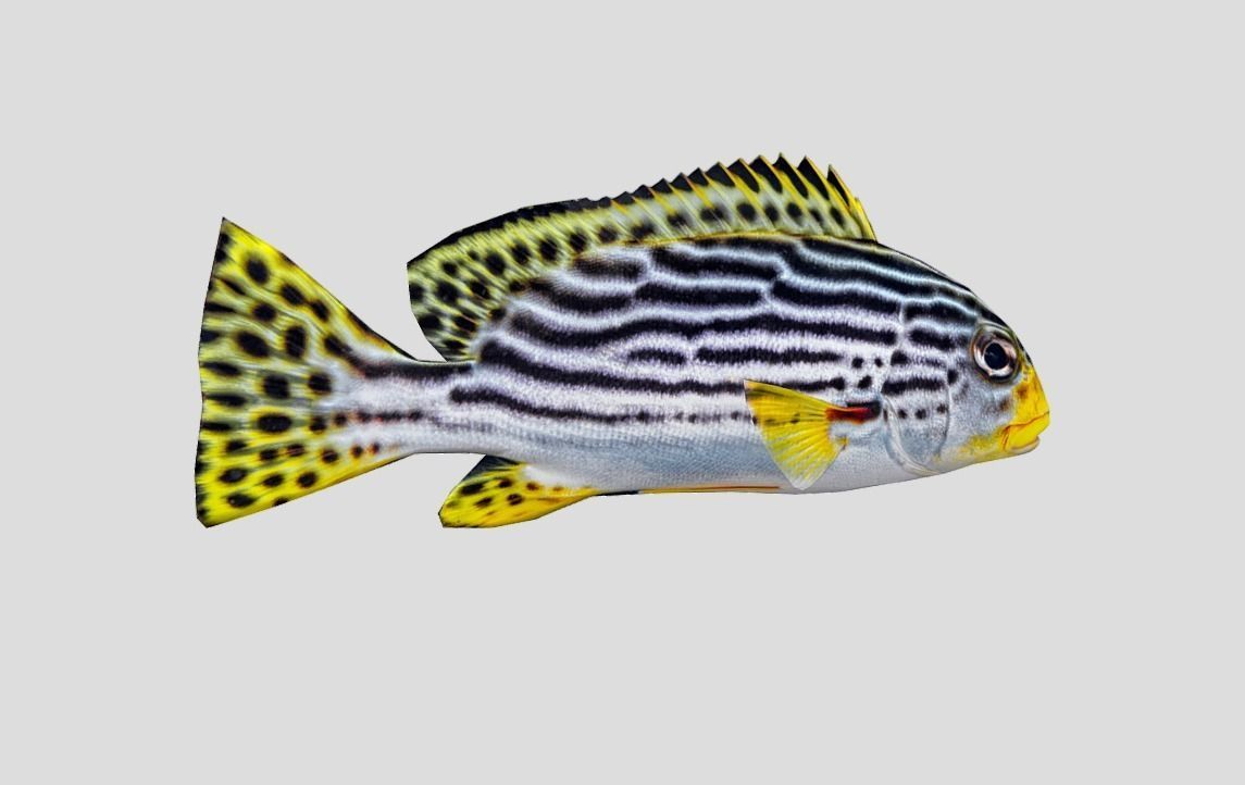 Red Rockfish Realistic Animated Low-poly 3D model_6