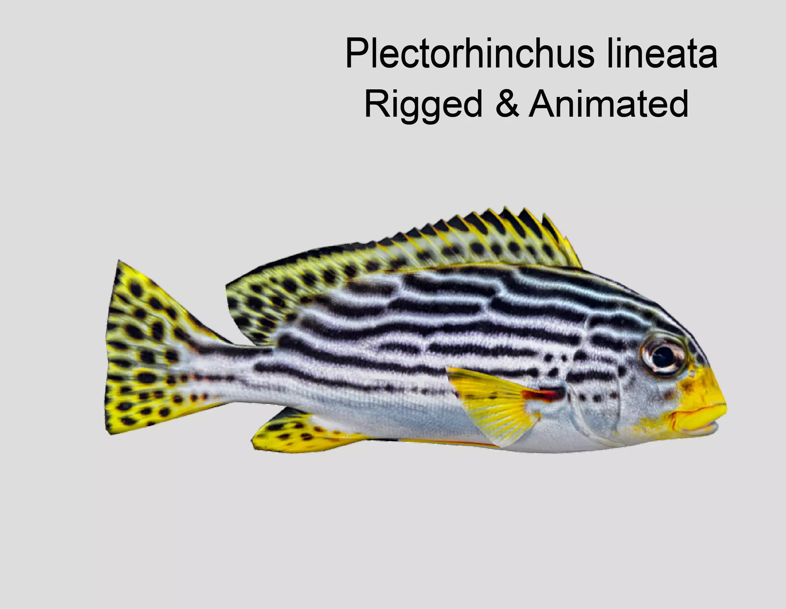 Red Rockfish Realistic Animated Low-poly 3D model_0