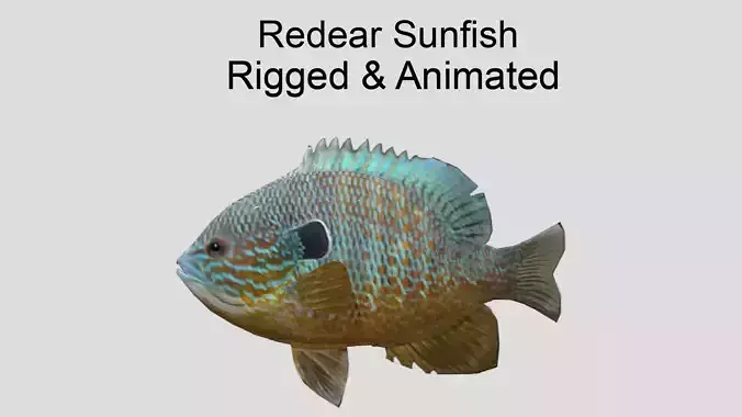 Redear Sunfish Realistic Animated Low-poly 3D model