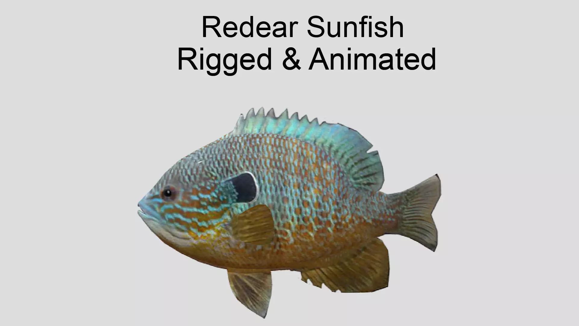 Redear Sunfish Realistic Animated Low-poly 3D model_0