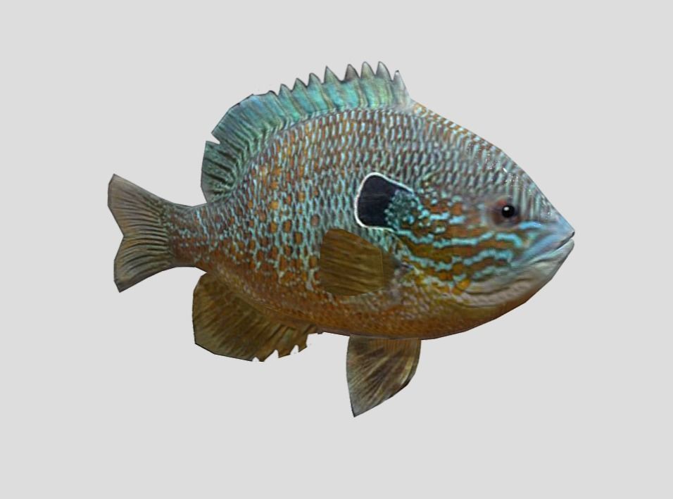 Redear Sunfish Realistic Animated Low-poly 3D model_4