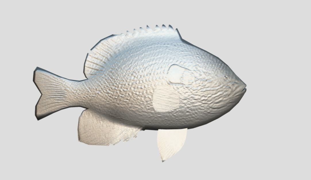 Redear Sunfish Realistic Animated Low-poly 3D model_5