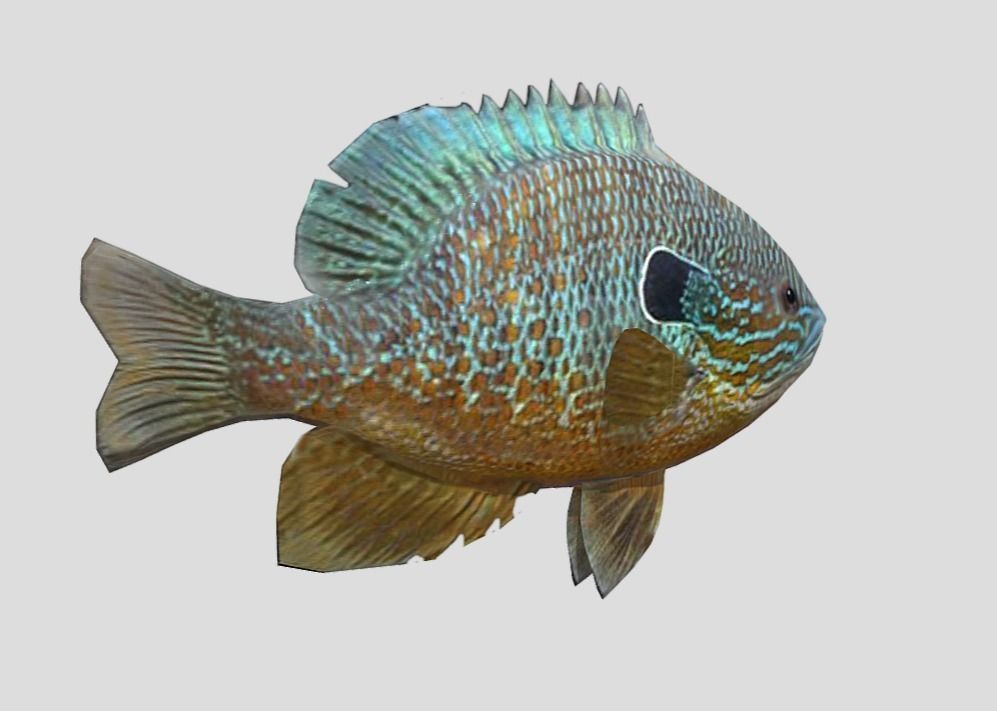 Redear Sunfish Realistic Animated Low-poly 3D model_3