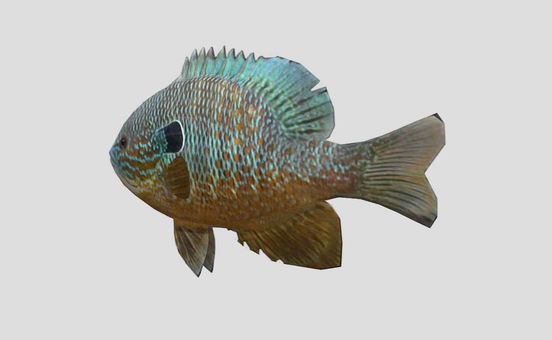 Redear Sunfish Realistic Animated Low-poly 3D model_2