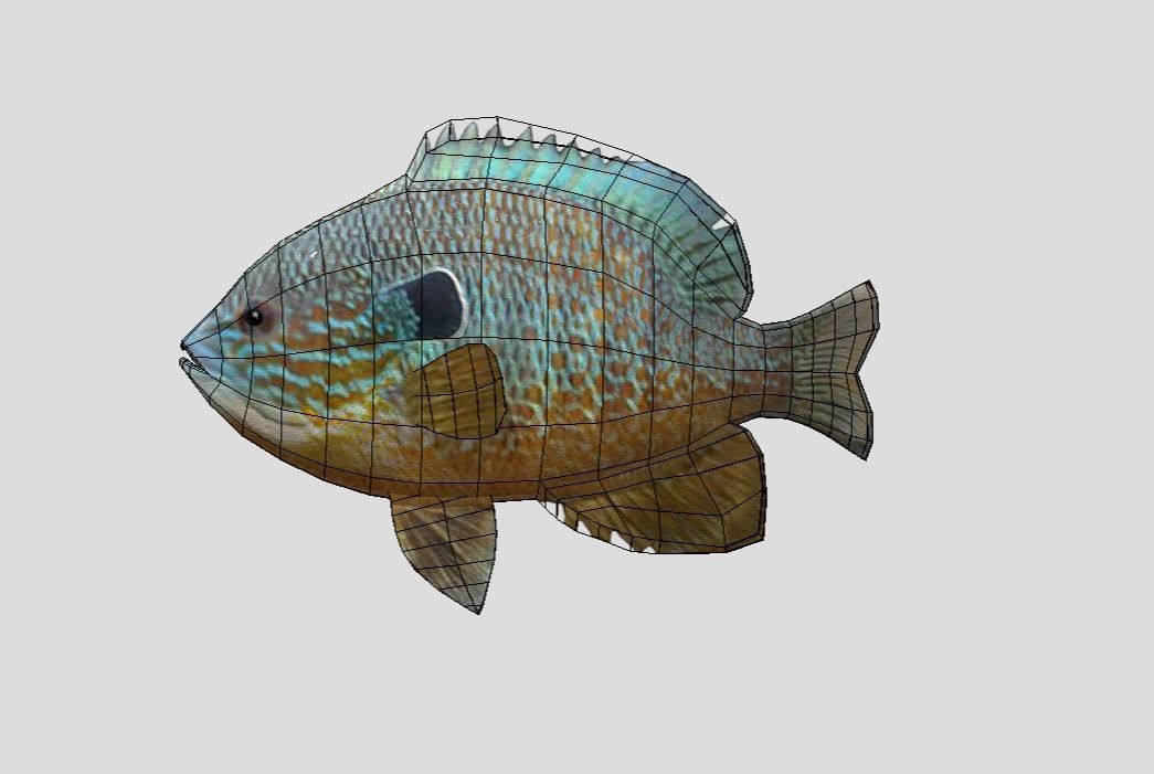 Redear Sunfish Realistic Animated Low-poly 3D model_1