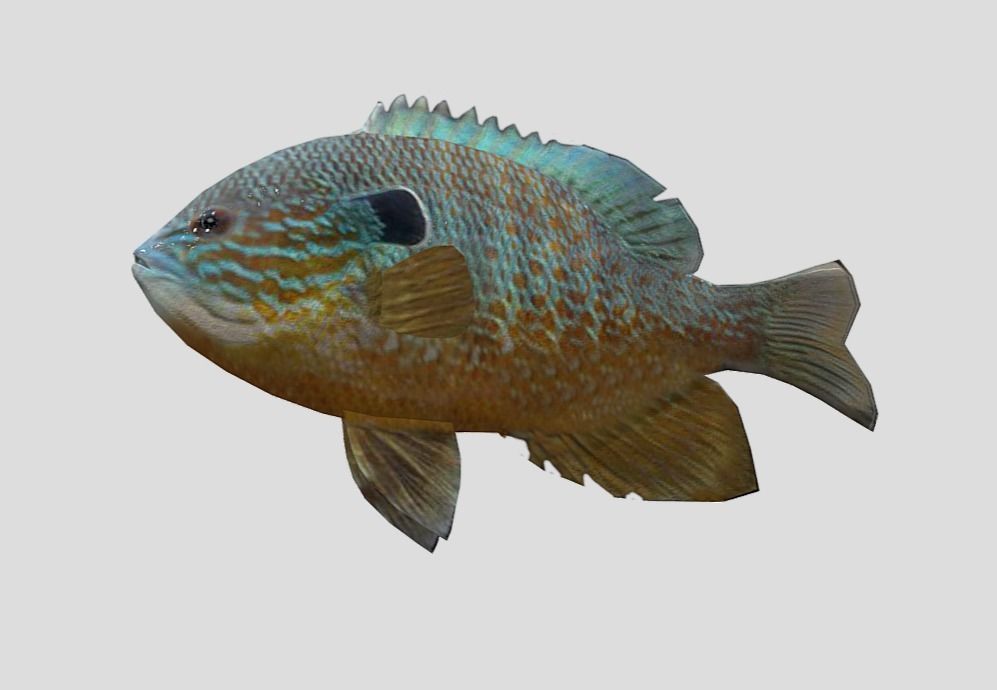 Redear Sunfish Realistic Animated Low-poly 3D model_6