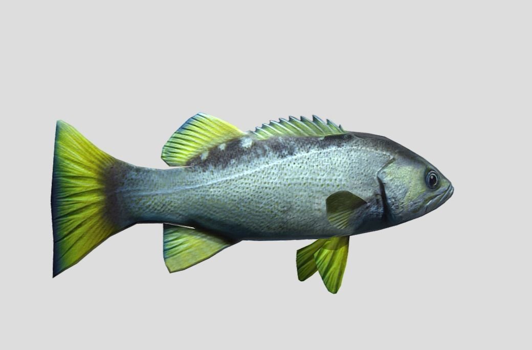 Rockfish Realistic Animated Low-poly 3D model_10
