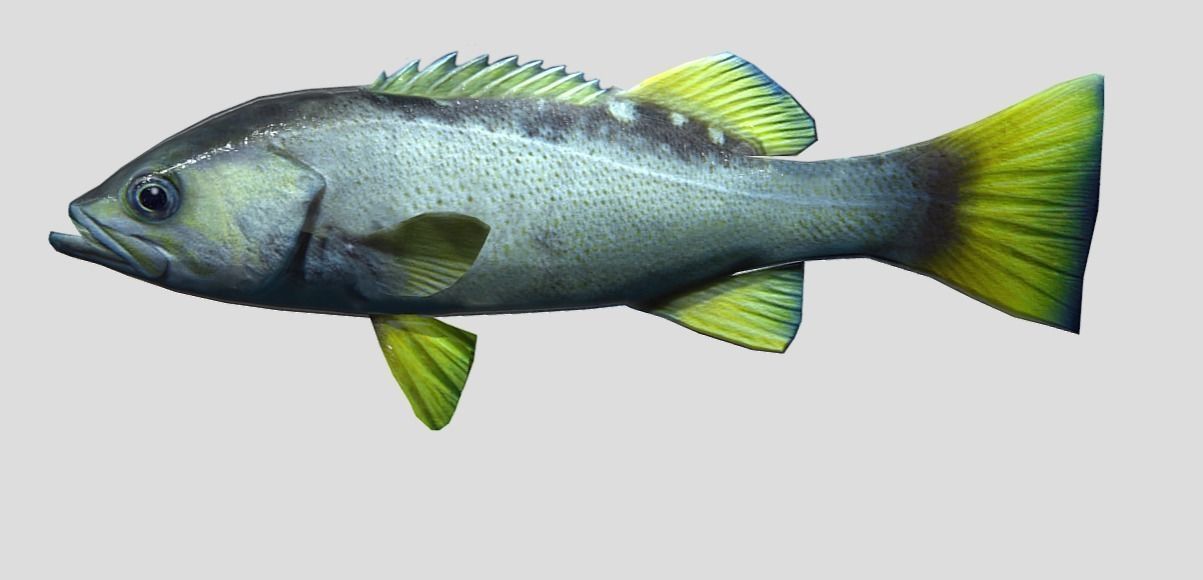 Rockfish Realistic Animated Low-poly 3D model_1