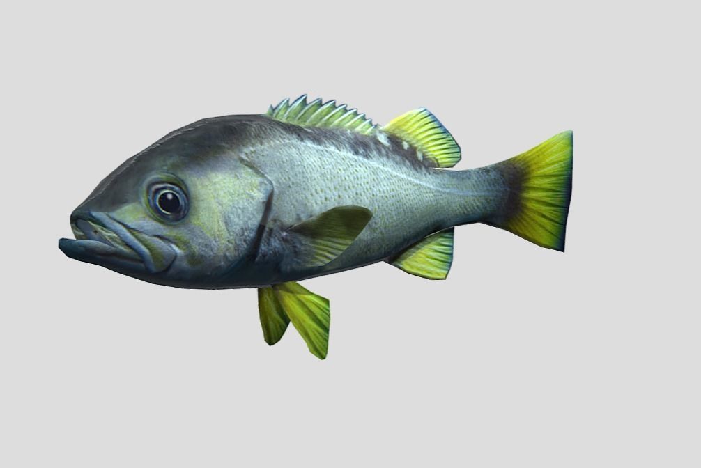 Rockfish Realistic Animated Low-poly 3D model_8