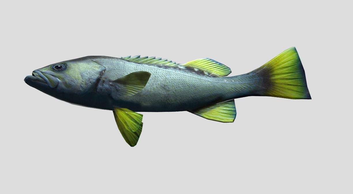 Rockfish Realistic Animated Low-poly 3D model_9