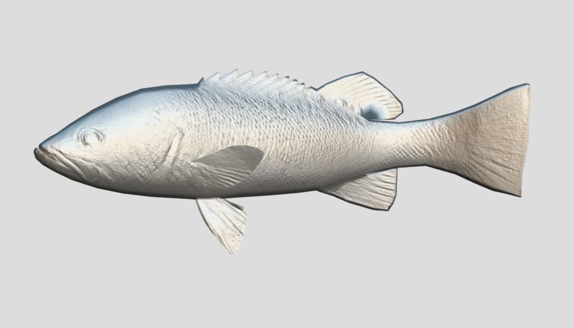Rockfish Realistic Animated Low-poly 3D model_7