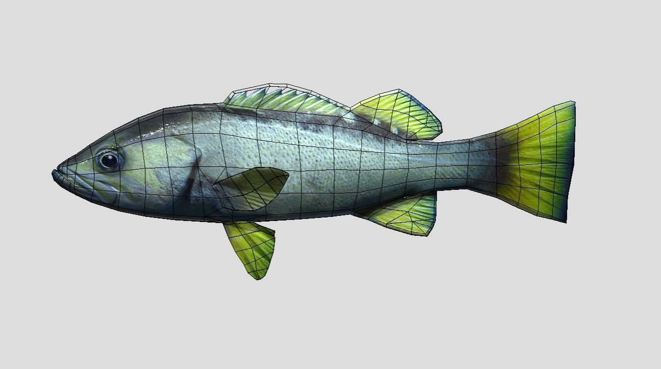Rockfish Realistic Animated Low-poly 3D model_6