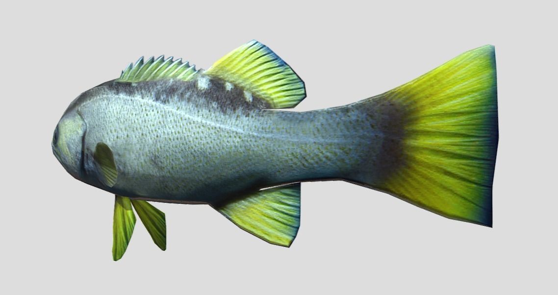 Rockfish Realistic Animated Low-poly 3D model_4