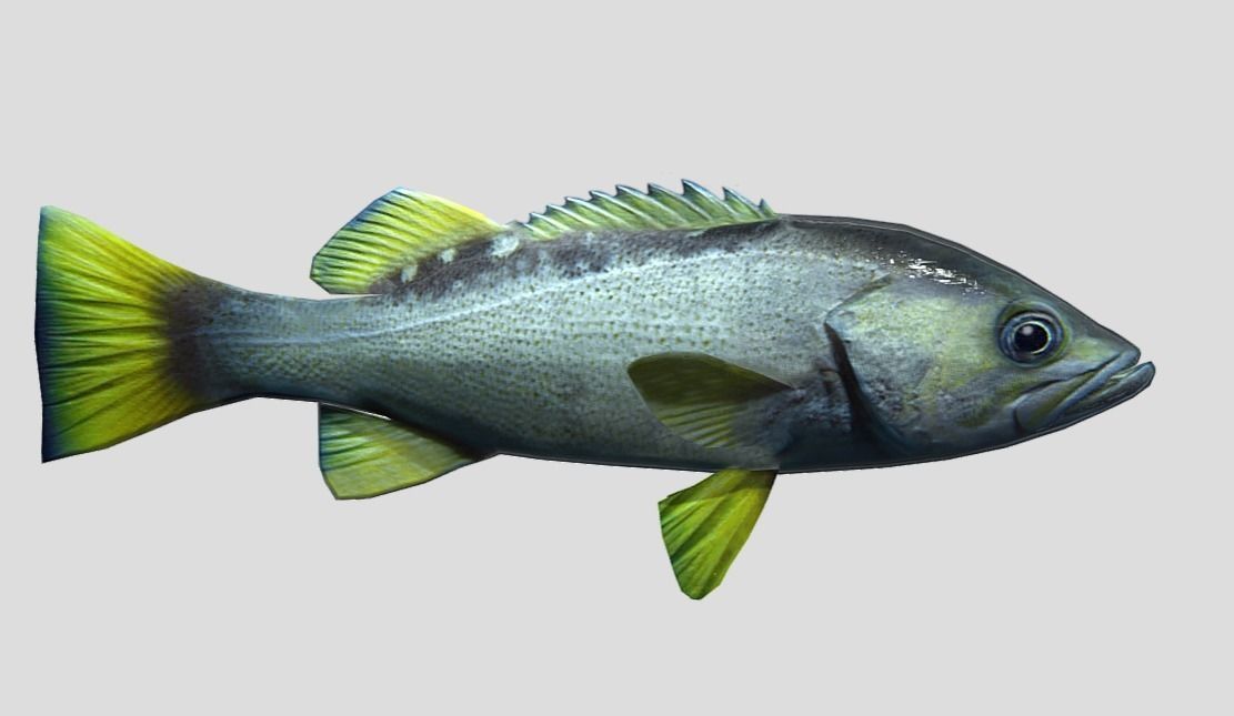 Rockfish Realistic Animated Low-poly 3D model_5