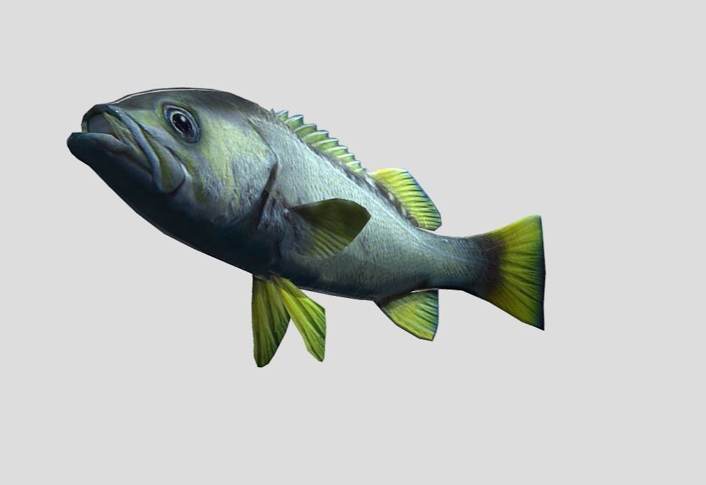 Rockfish Realistic Animated Low-poly 3D model_2
