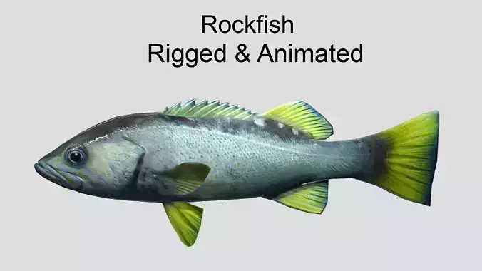 Rockfish Realistic Animated Low-poly 3D model