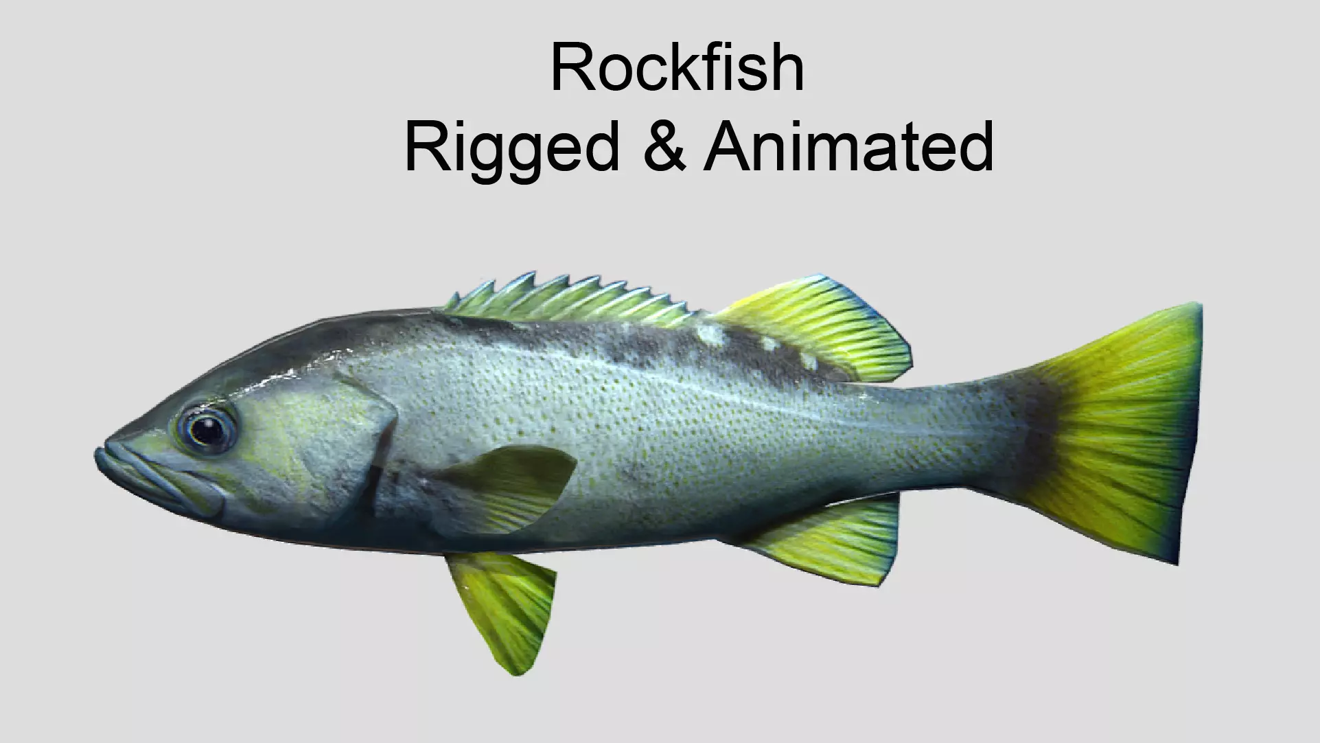 Rockfish Realistic Animated Low-poly 3D model_0