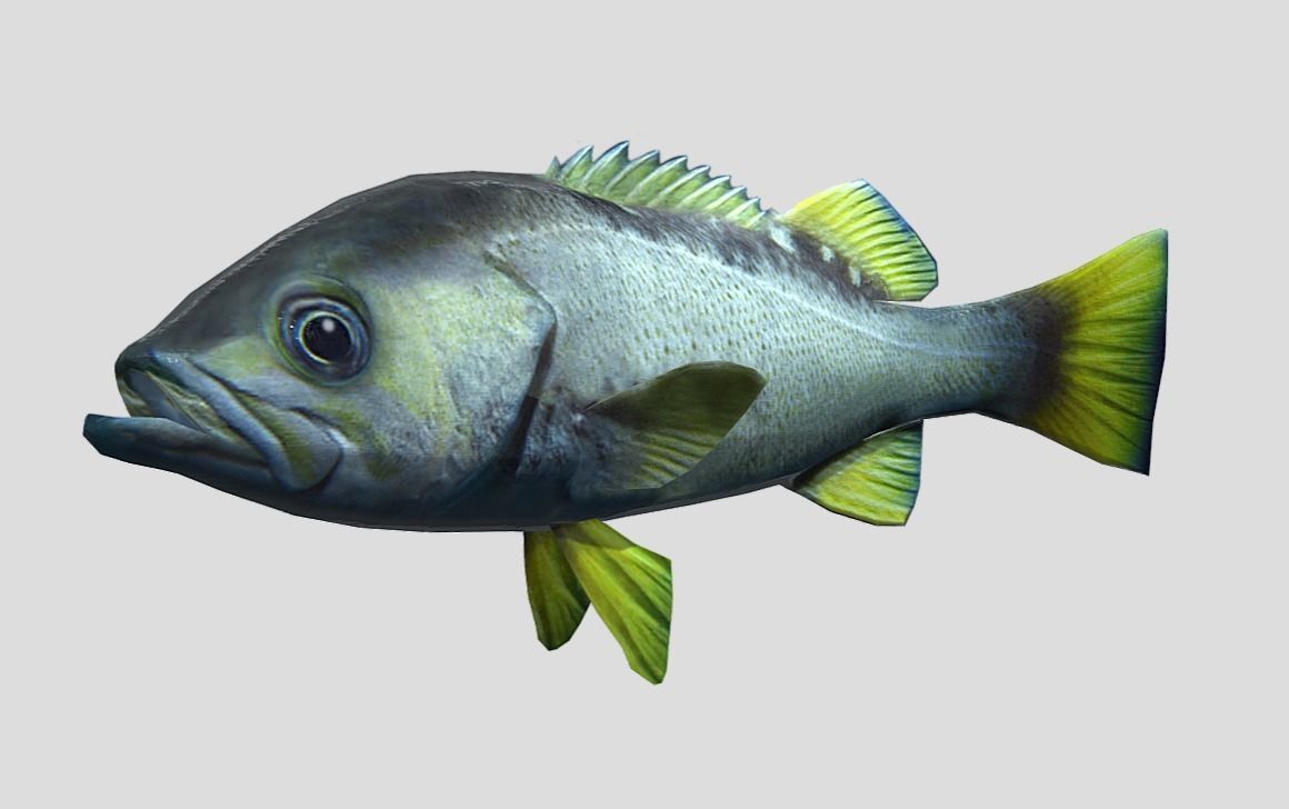 Rockfish Realistic Animated Low-poly 3D model_3