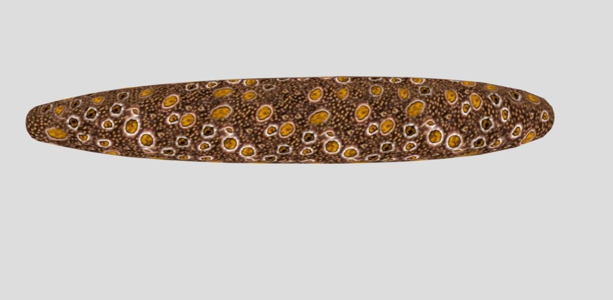 Sea Cucumber Realistic Animated Low-poly 3D model_6