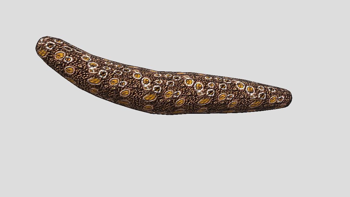 Sea Cucumber Realistic Animated Low-poly 3D model_3