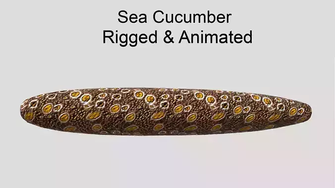 Sea Cucumber Realistic Animated Low-poly 3D model
