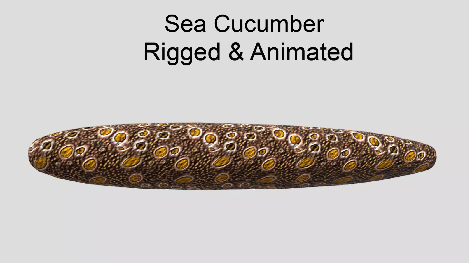 Sea Cucumber Realistic Animated Low-poly 3D model_0