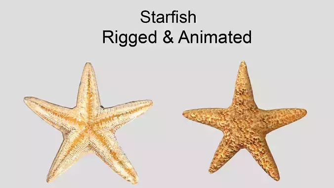 Starfish Realistic Animated Low-poly 3D model