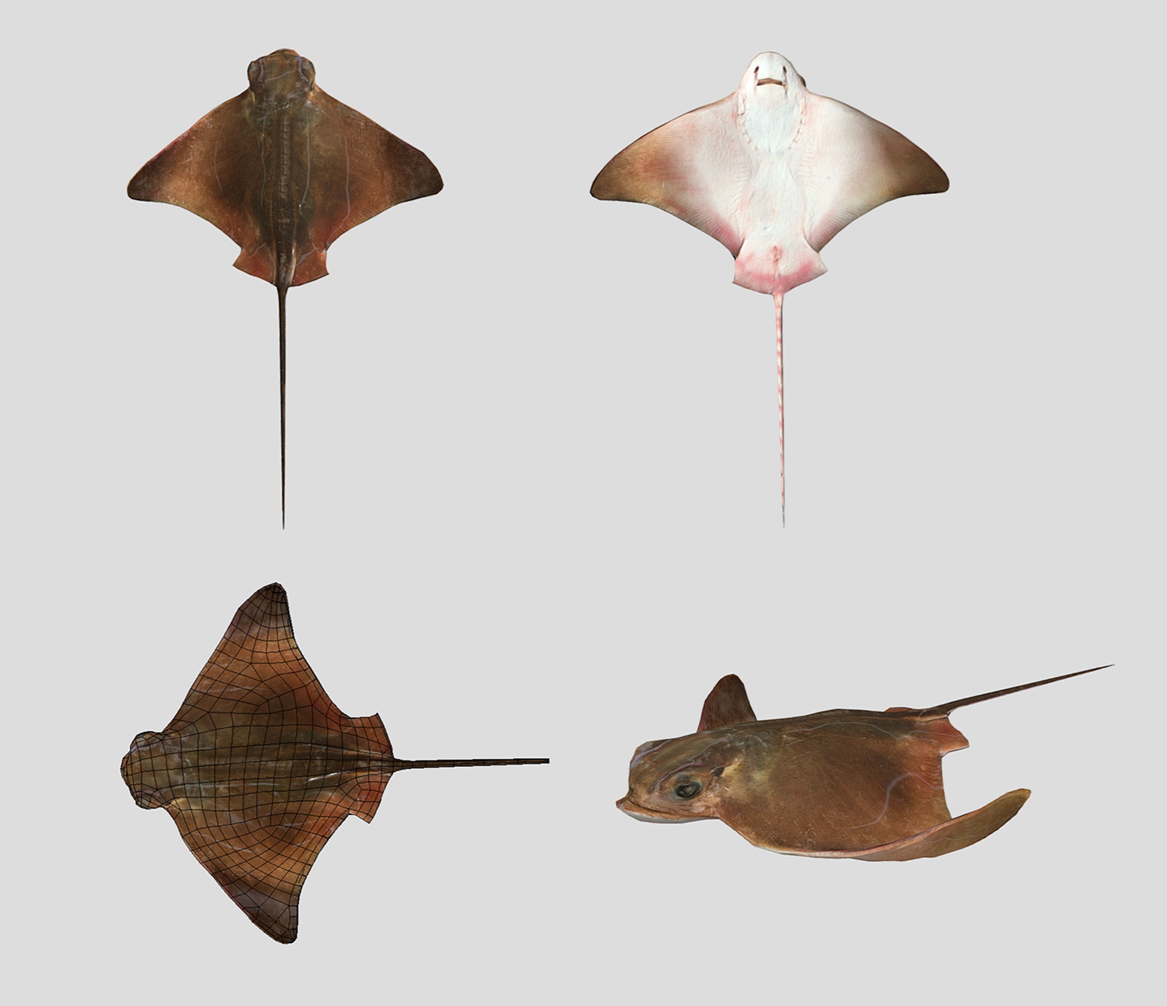 Fish Collection Animated - Game Ready Pack 5 Low-poly 3D model_21