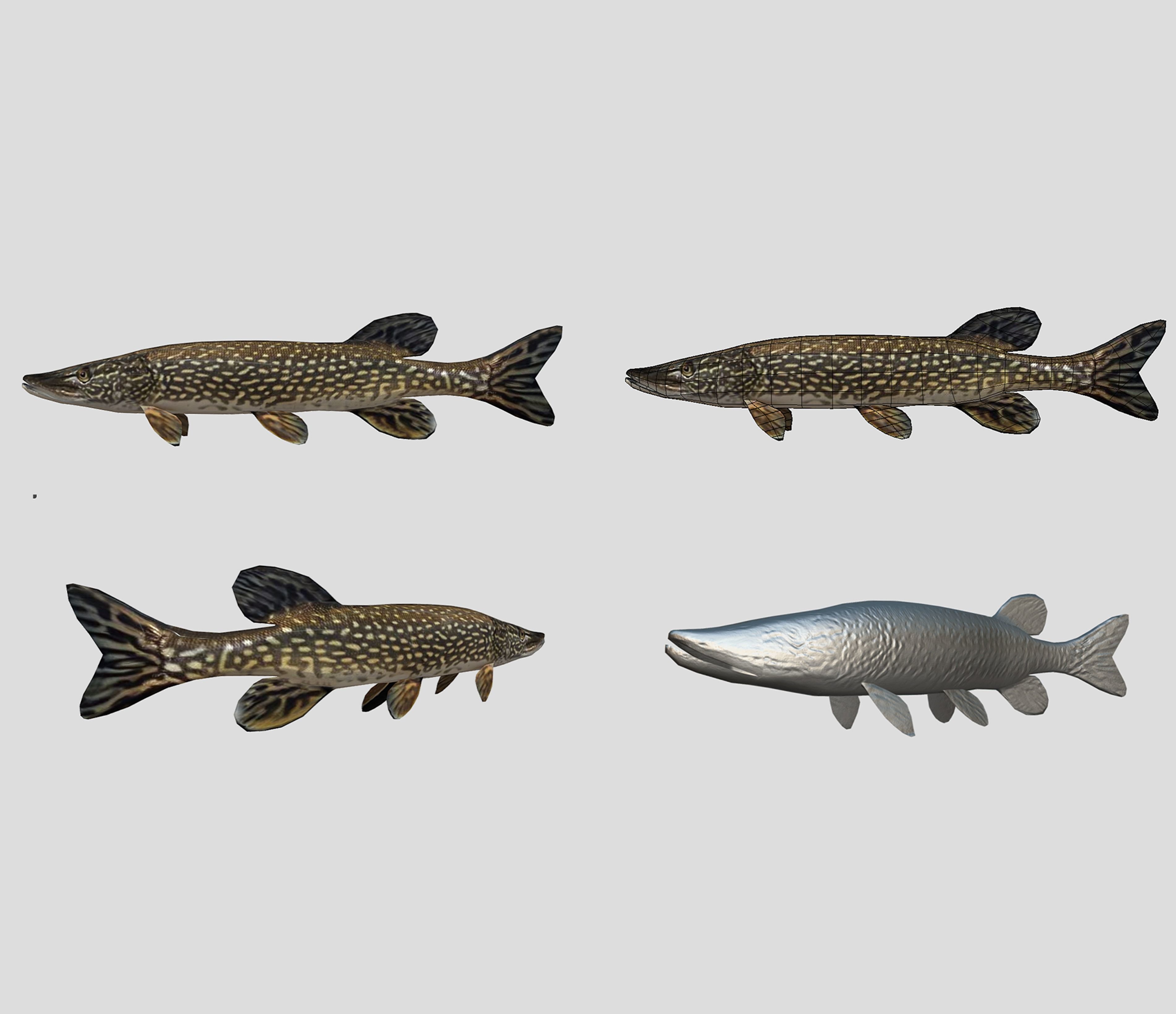 Fish Collection Animated - Game Ready Pack 5 Low-poly 3D model_16