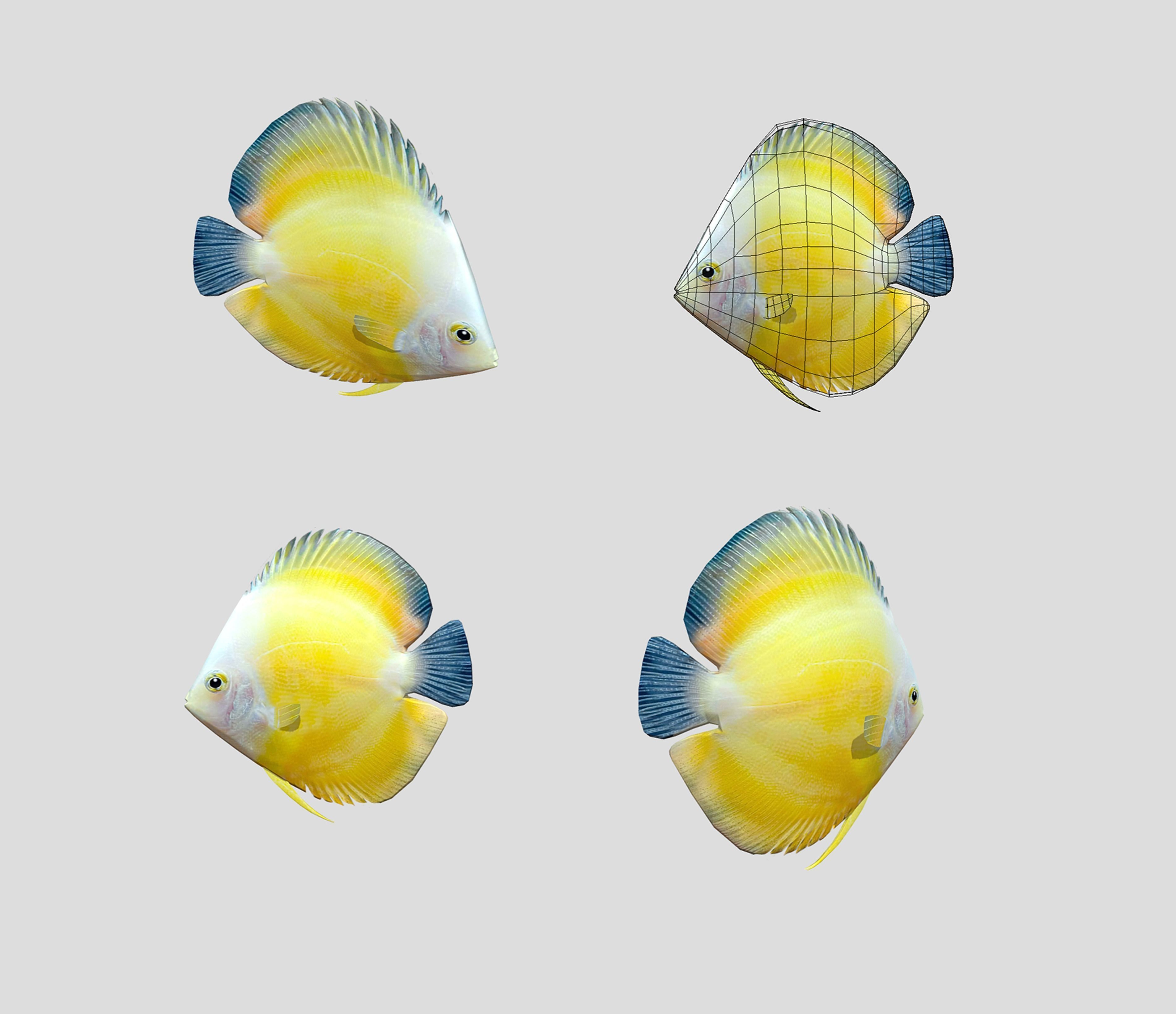 Fish Collection Animated - Game Ready Pack 5 Low-poly 3D model_13