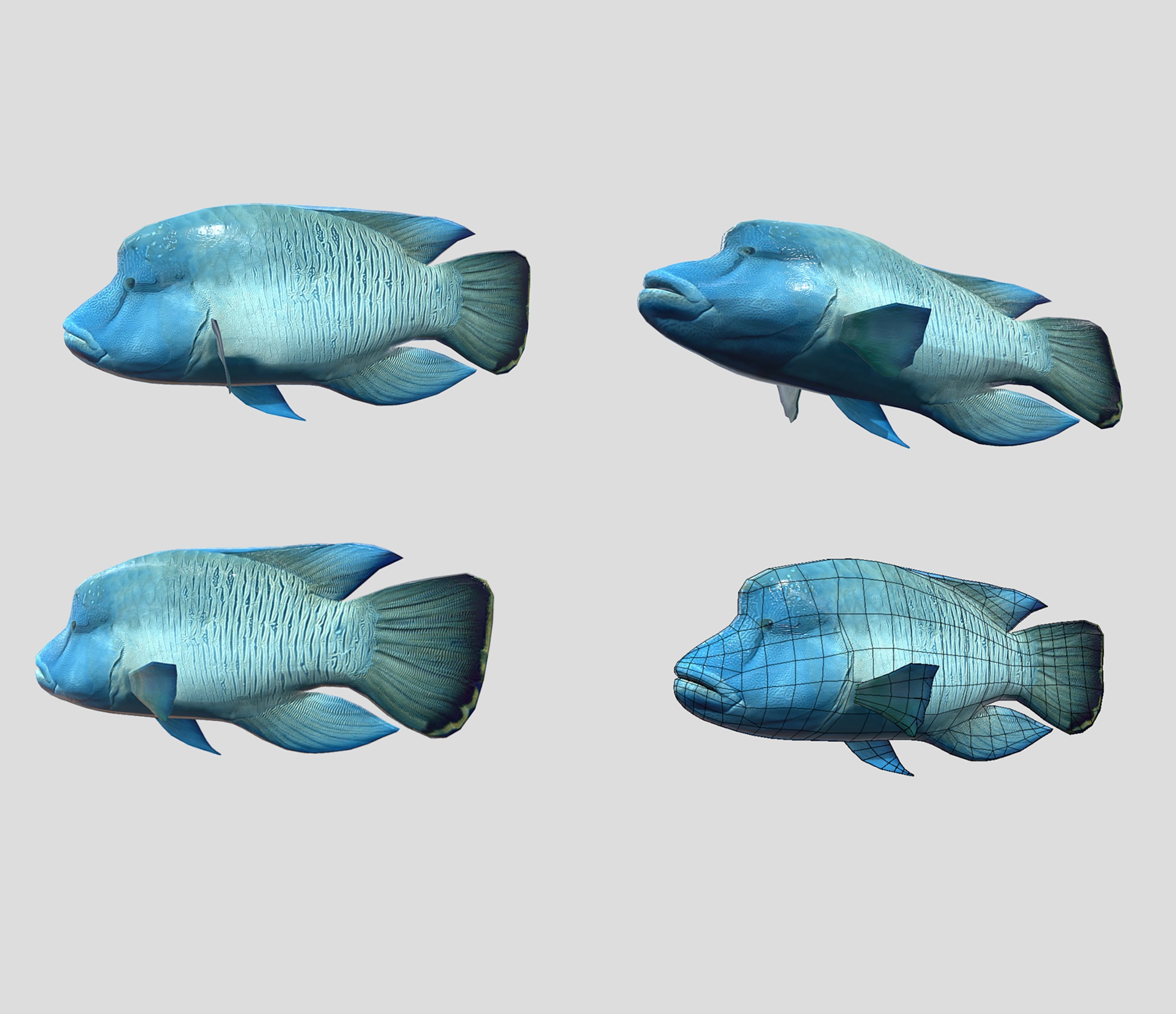 Fish Collection Animated - Game Ready Pack 5 Low-poly 3D model_23