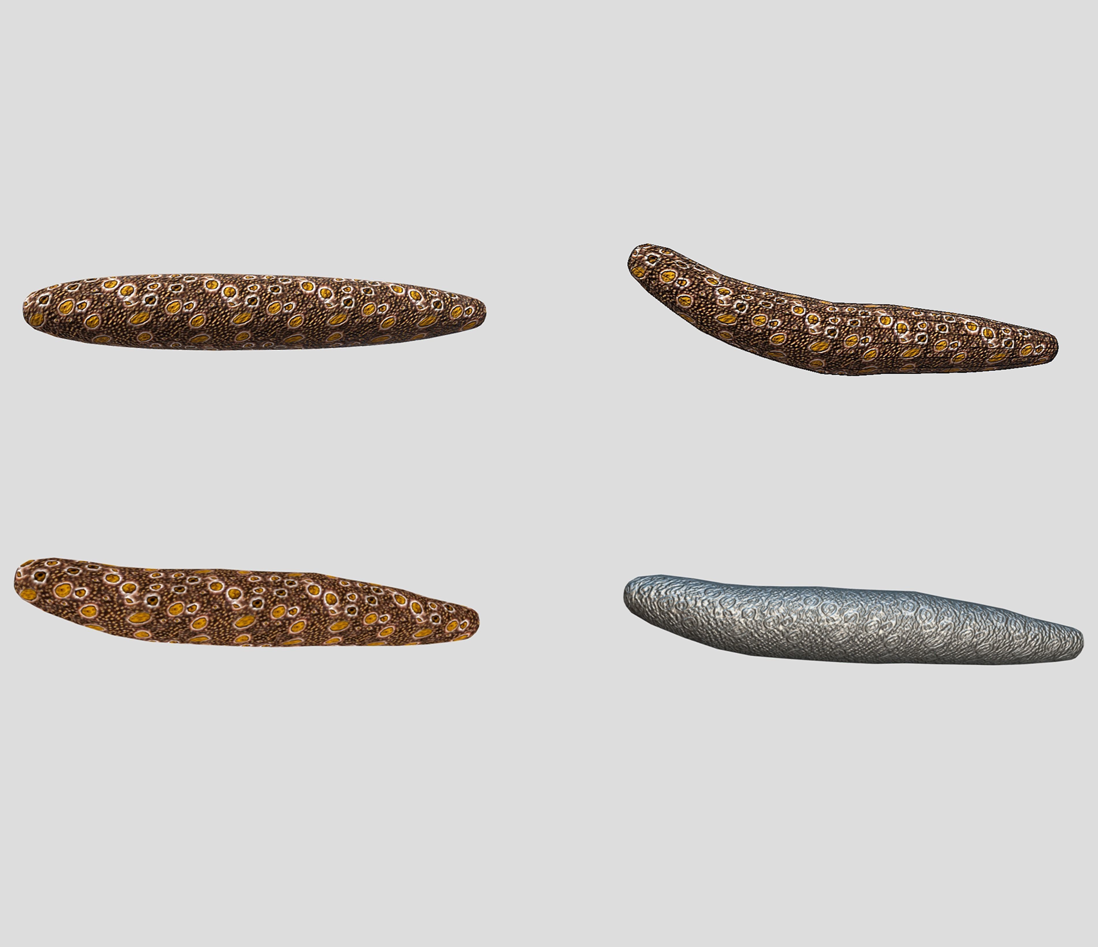 Fish Collection Animated - Game Ready Pack 5 Low-poly 3D model_30