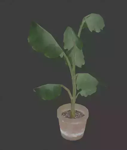 banana tree potted 