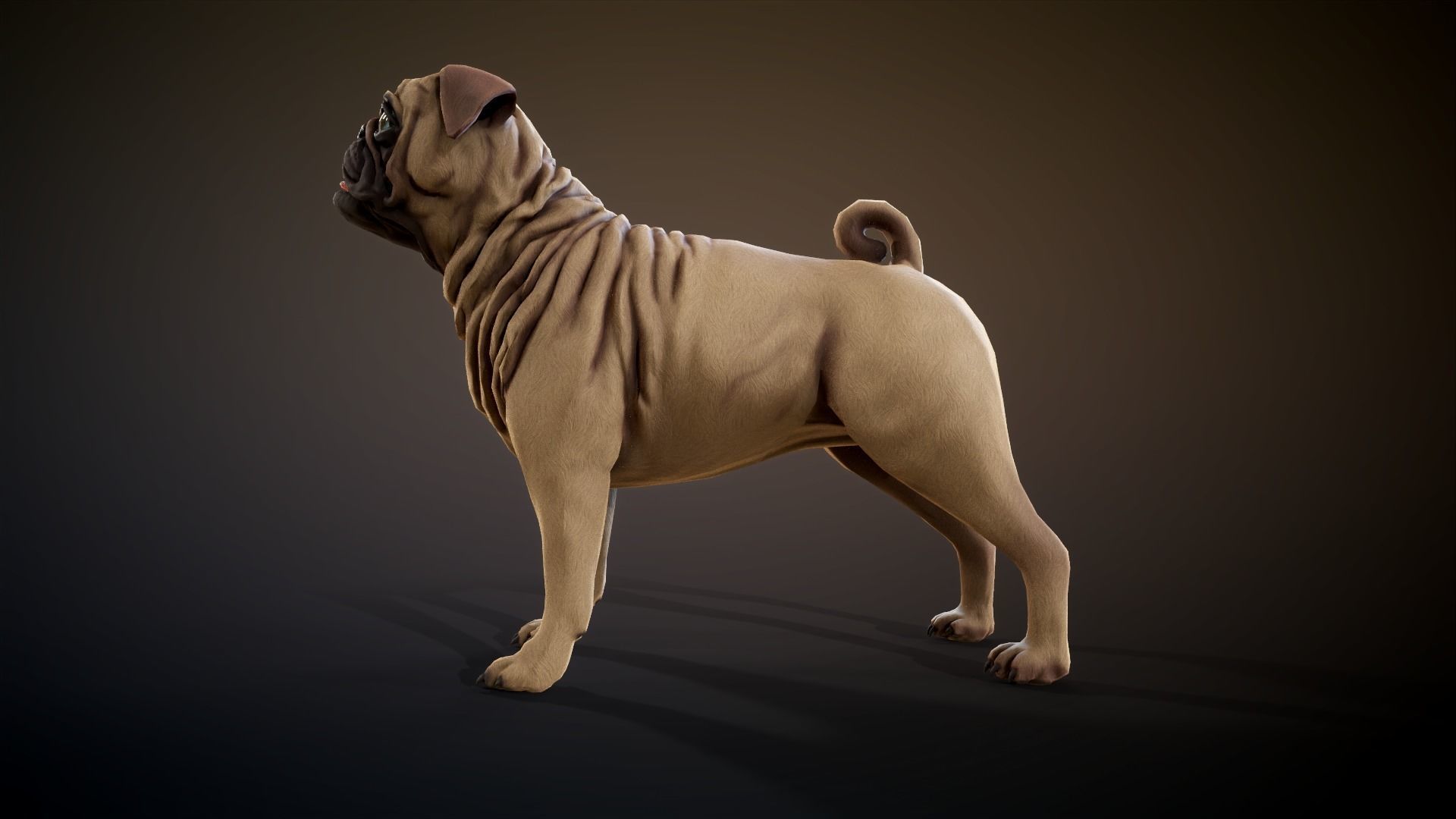 Pug low-poly Low-poly 3D model_9