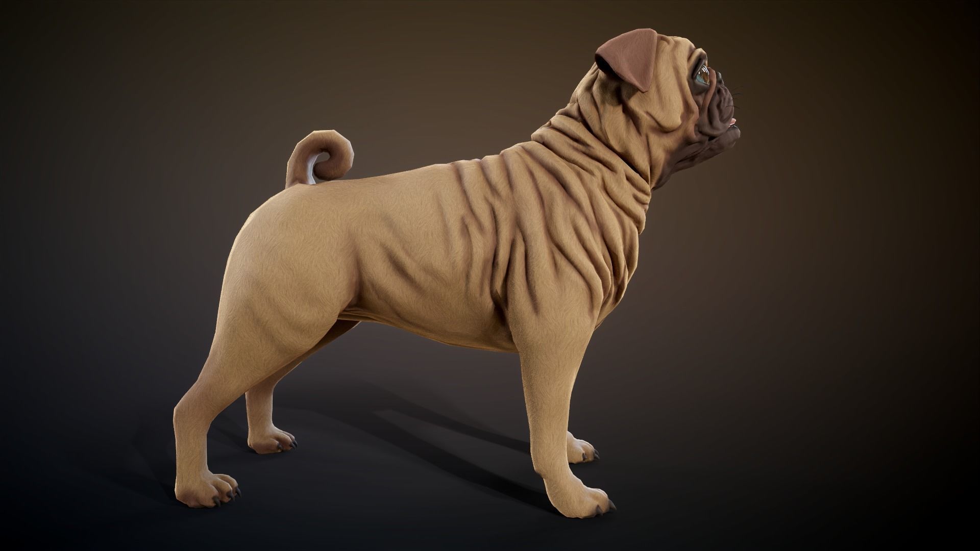Pug low-poly Low-poly 3D model_5