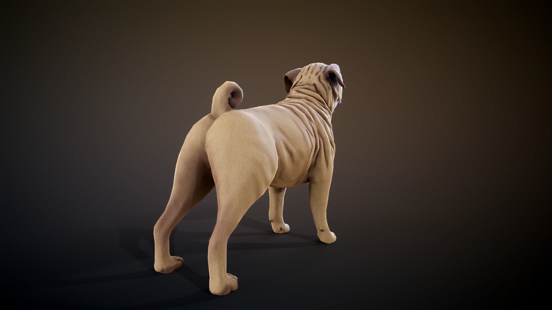 Pug low-poly Low-poly 3D model_6