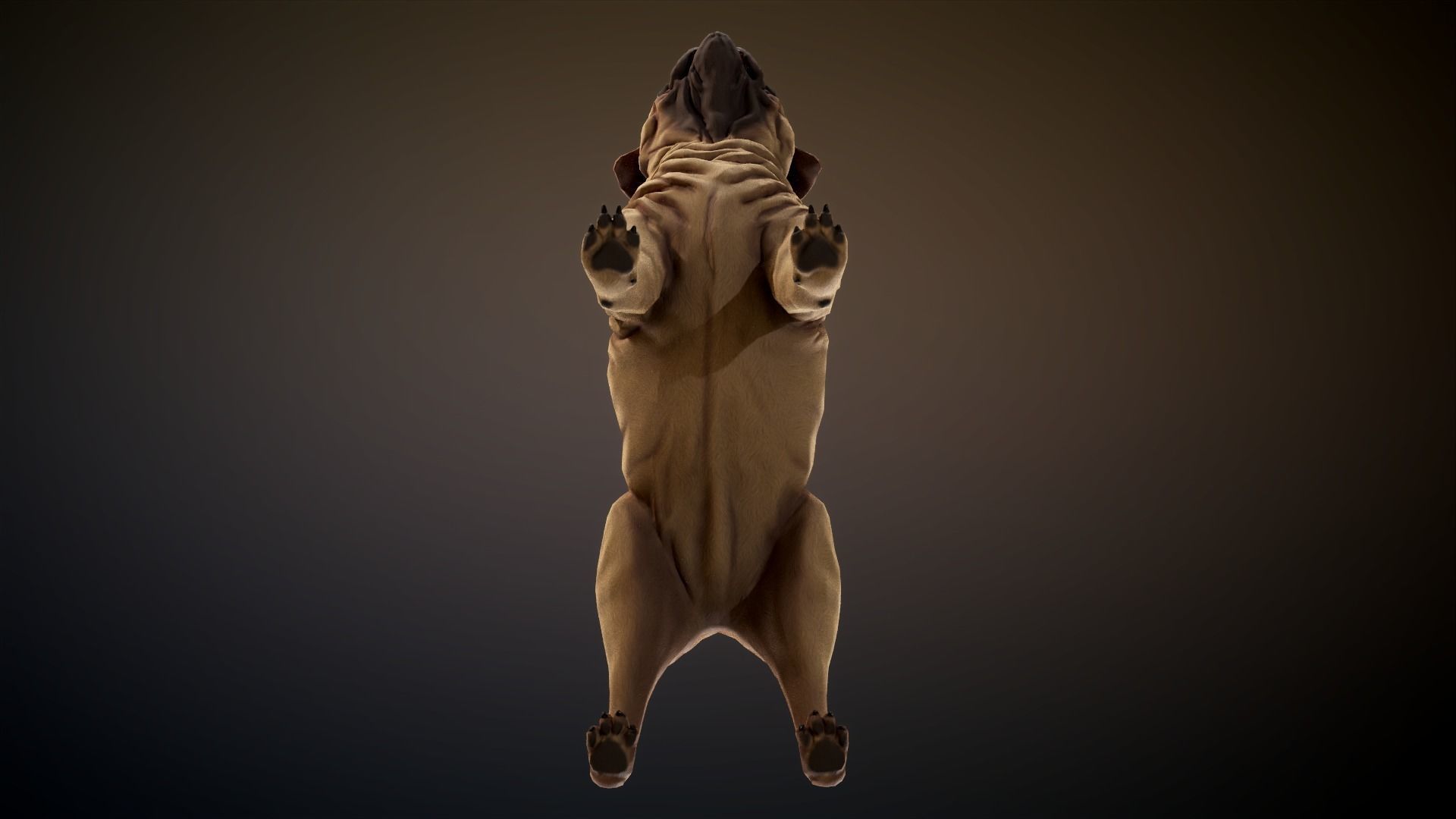 Pug low-poly Low-poly 3D model_14