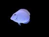 Unity Game Ready Pack - Low poly  Rif Fish Collection Animated 3D model_2