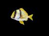 Unity Game Ready Pack - Low poly  Rif Fish Collection Animated 3D model_1