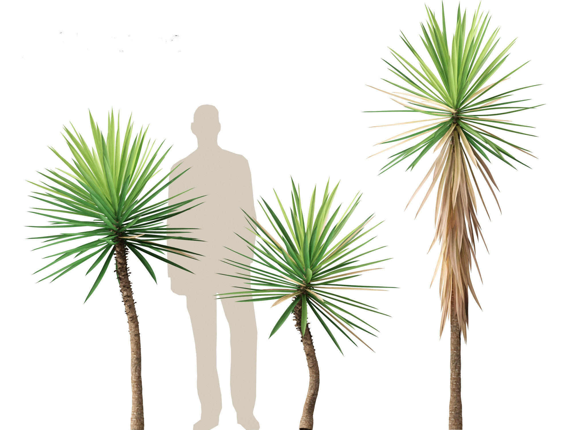 Yucca aloifolia - Aloe Yucca Dagger Plant 01 3D model_4